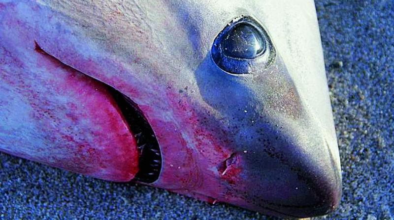 Two sharks were found dead on a shoreline. (Photo: Via web)