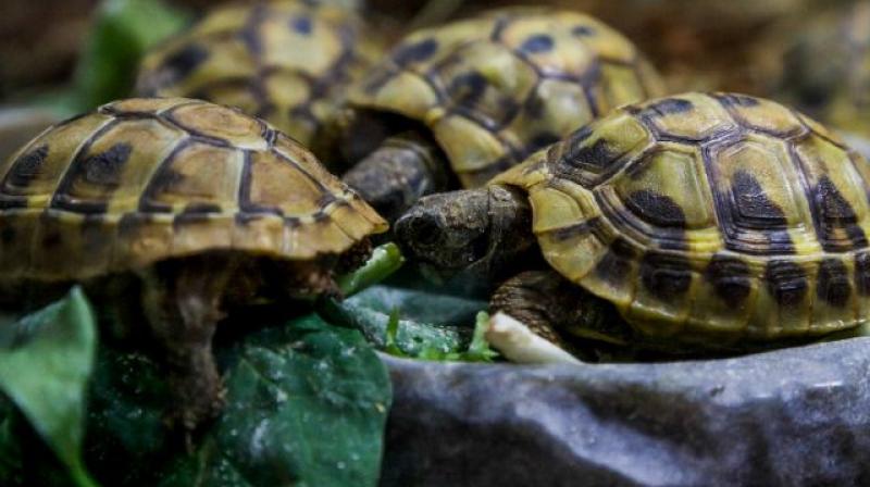 As temperatures continue to rise, it may become impossible for unhatched turtles to survive (Photo: AFP)