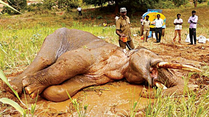 Elephant Sidda, which has injured its front right leg, being treated by veterinarians and foresters at Manchanabele dam in Ramanagara district.