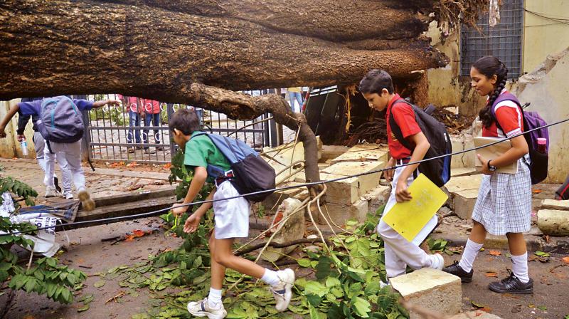 Children pass under an uprooted tree near VV Puram College on Saturday morning after a night of heavy rainfall, 	(Photo:DC)
