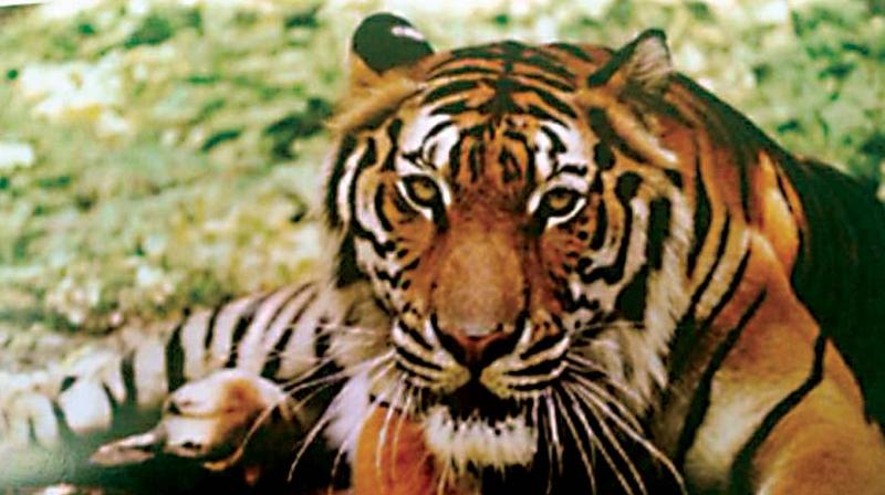 A tiger caught on camera trap in Bhadra sanctuary