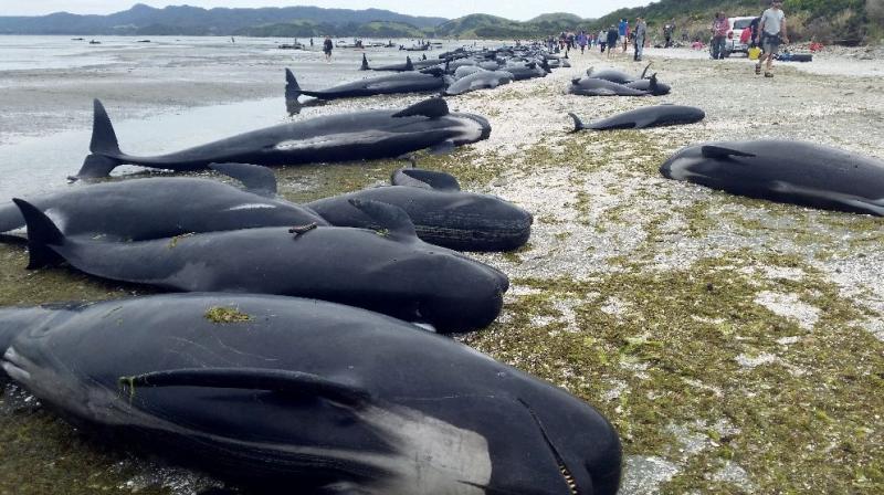 It was one of the largest mass beachings recorded in New Zealand, where strandings are relatively common. (Photo: AFP)