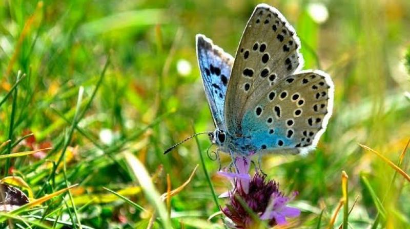 Phillip Cullen, of Cadbury Heath, Bristol, is accused of six offences related to the endangered Large Blue (Maculinea arion). (Photo: YouTube)