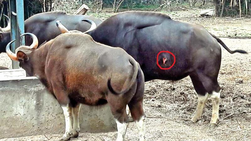 Injured Indian Gaur left untreated by the zoo  veterinarians. (Photo: DC)