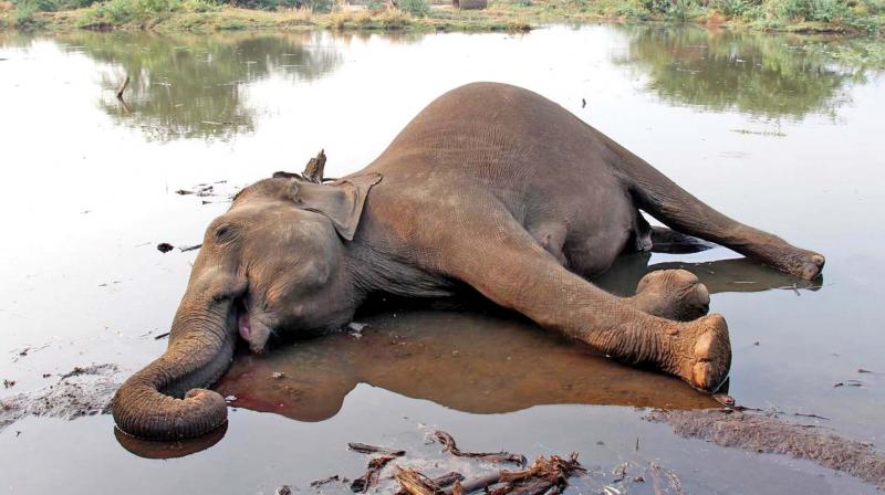 The carcass of female elephant that died after getting stuck in slush in Sathyamangalam forest range on Saturday (Photo: DC)