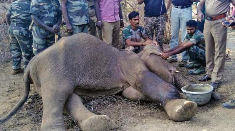 Tamil Nadu: Jumbo calf rescued from water tank