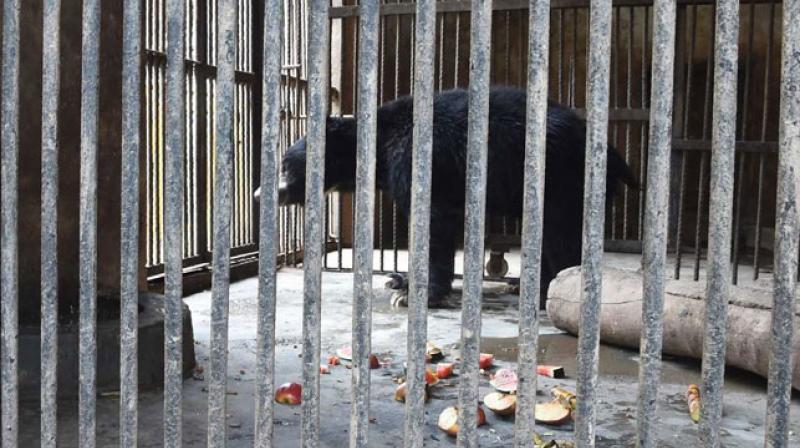 Shortly after their rescue, the bears 19-year-old male Rangila and Sridevi, a 17-year-old female were transferred to a zoo near the capital Kathmandu where they were put in cages on display. (Photo: AFP)