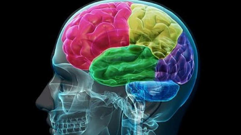 The research sheds light on the underlying mechanisms which affect brain folding and could be used in the future to help diagnose brain diseases. (Credit: YouTube)