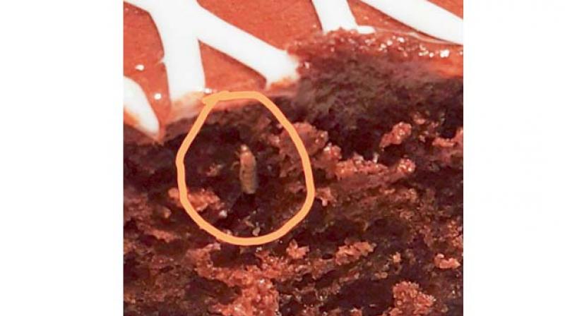 An insect is seen in a chocolate cake bought from IKEA restaurant.