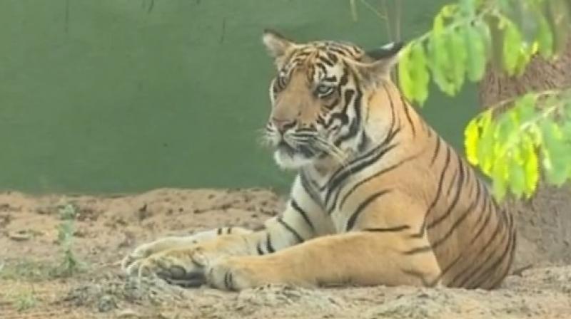 The zoo wanted to keep the name as it denotes prowess and valour and because it was born to a wild tiger. (Photo: Twitter)