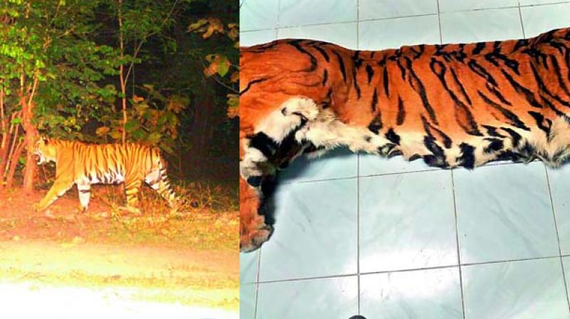 The tiger skin (top) seized on Saturday was that of a tiger (left) seen in camera traps on November 19, 2017, at Indhanpalli in the Kawal tiger reserve.
