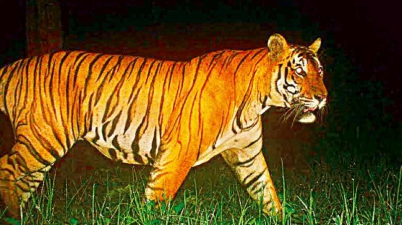 In the past few years, officials have seized three tiger skins in the old Adilabad district.  (Representational image)