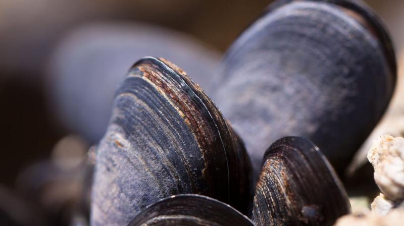 Scientists say valuable species of shellfish have become harder to find . (Photo: Pixabay)