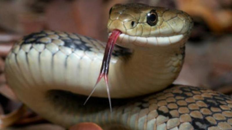 Chennai-based Centre For Herpetology and Madras Crocodile Bank is all set to take up an integrated snake bite mitigation project covering seven Indian states that report maximum snake bites.