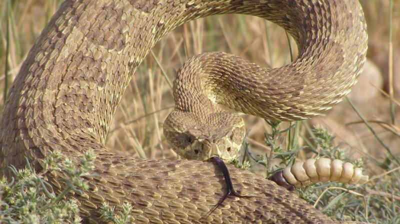 Man in Texas survives after battle with 4-foot rattlesnake. (Photo: Pixabay)