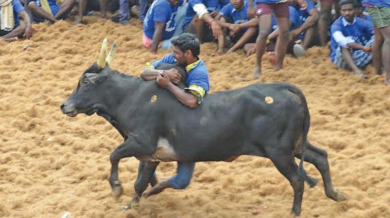 A tamer attempting to overpower a bull at a jallikattu event at Irungalur near Tiruchy on Tuesday.