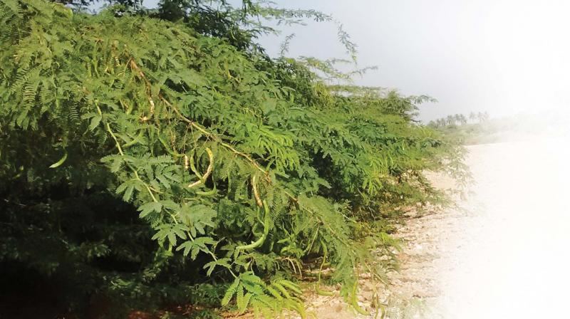 Seemai karuvelam growing around the Korattur lake.