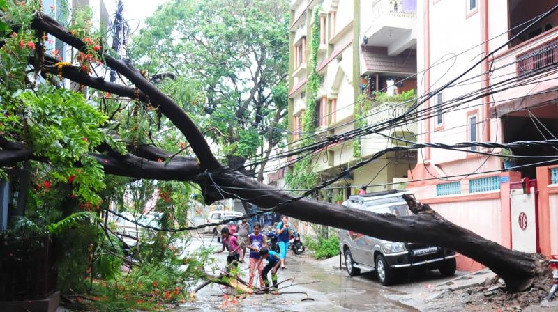 A tree lies uprooted on  Thursday, resulting in power cut to the area. (Photo: Deepak Deshpande)