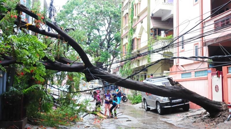 A tree lies uprooted on  Thursday, resulting in power cut to the area. (Photo: Deepak Deshpande)