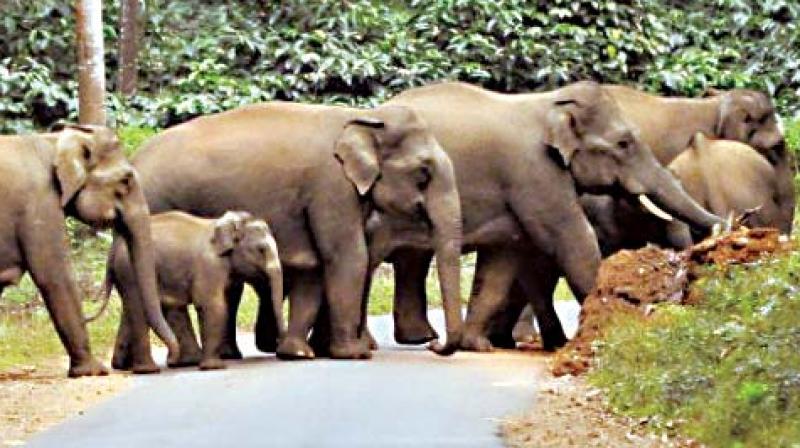 The action plan, which provides a roadmap for wildlife conservation from 2017 to 2031, has made the suggestion, claiming that the population of some wild animals has risen so much that their diminished eco systems can no longer support them.