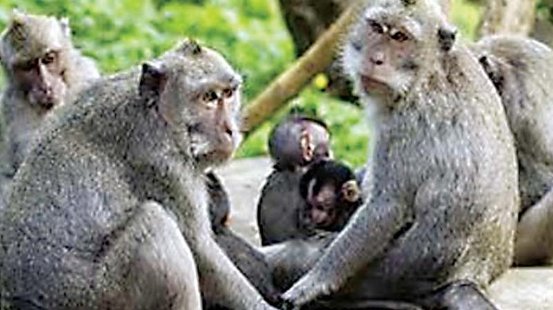 While seven monkey deaths were reported in four different places in Kundapur taluk, the latest one was reported on Thursday from Hirgana in Karkala taluk.