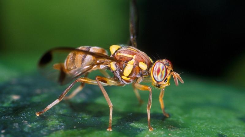 Secret to fruit flies longevity may lie in gut. (Photo: Pixabay)