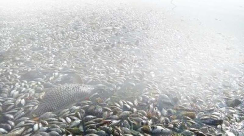 Just over a year ago thousands of fish died due to eutrophication caused by flow of untreated sewage into the Ulsoor lake and temporarily alerted the officials concerned  to its condition.
