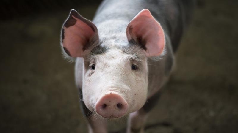 The group had first highlighted the conditions at Hogwood pig farm in Oxhill, Warwickshire in 2017. (Photo: Pixabay)
