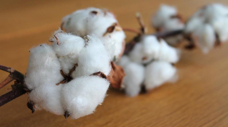 Cotton is widely grown around the world, with its fiber used to make textiles and the cottonseed used among other things to feed animals such as cattle and sheep that have multiple stomach chambers.