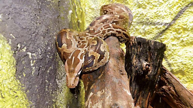 A reptile which arrived at the Mysuru Zoo from the Madras Crocodile Bank Trust recently.