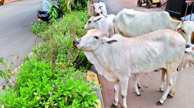 Stray cattle feed the plants in Rajahmundry. on Wednesday. (Photo: DC)