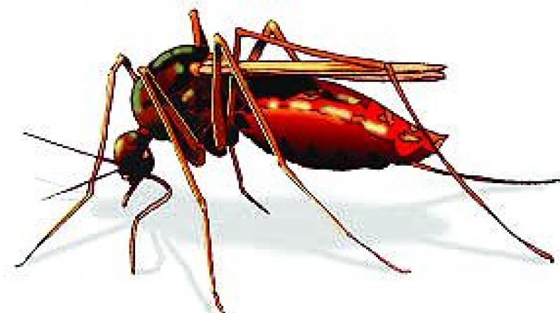 Many dengue patients come to hospitals after their platelet levels have dropped, and thus require platelet transfusion which costs about Rs 3,000 per transfusion packet.