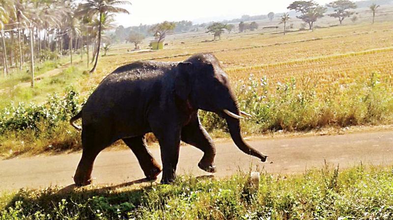 A wild elephant which killed two people near a farmhouse at Hosanagara near Channagiri in Davanagere district (Photo: KPN)