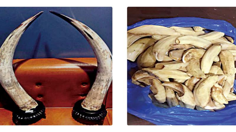 Bison horns and Camel teeth