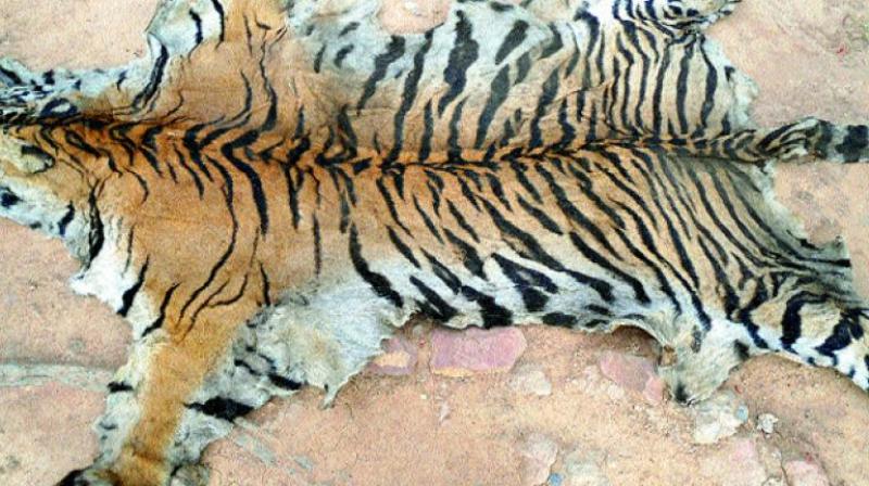The tiger skin was seized from four locals at Bejjur range in November 2016 when they were trying to sell it.
