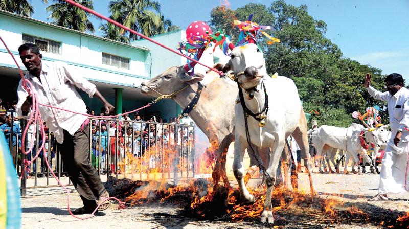 Cattle being run through fire during Makara Sankranti festival at a programme organised by agriculture department at Lalbagh in Bengaluru on Sunday  (Photo:DC)