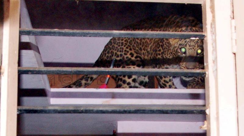 The leopard was found in the kitchen