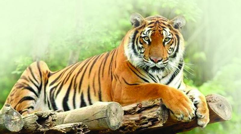 Telangana tiger census begins from today