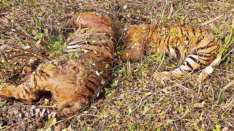 The carcasses of two young tigers in the Bandipur range forest. (Photo:DC)