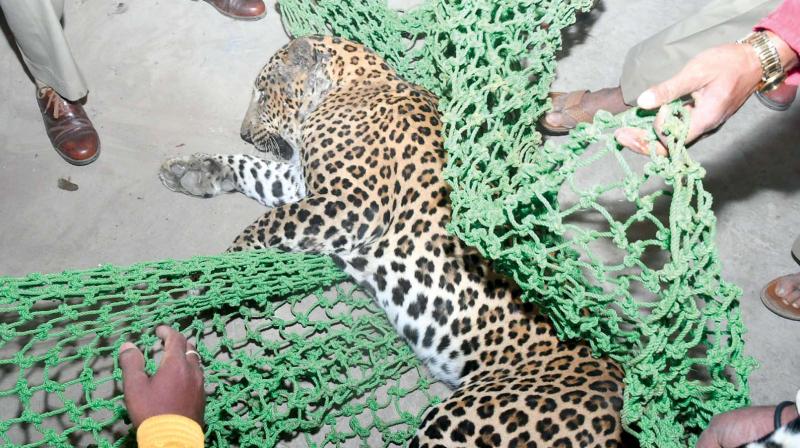 A leopard which was caught in Mysuru recently