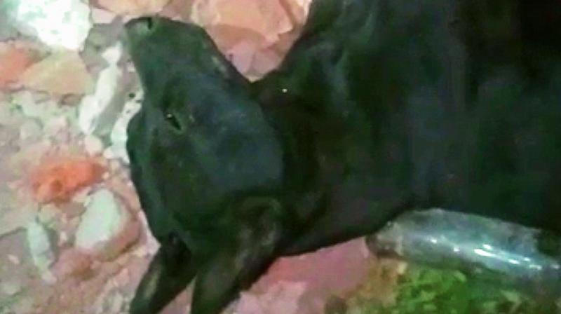 The dog beaten by Narasimha K. is in a critical state.