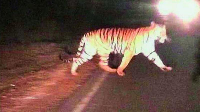 A tiger crossing the road at Srisailam highway on Wednesday.