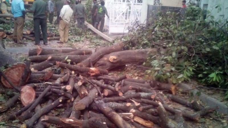 Branches cut by Bescom workers at Indiranagar  on Friday.	(Photo:DC)