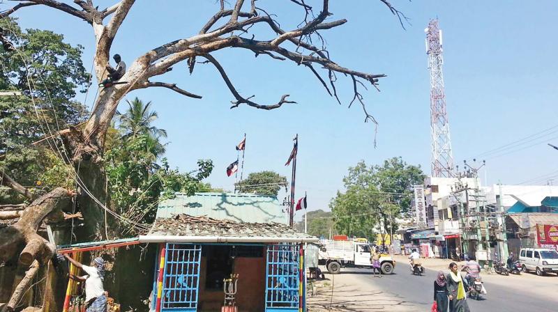 A dried tree being removed near karupparayan temple at Podanur main road on Saturday following the effort taken by Osai K. Syed.	(Photo:DC)