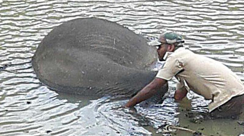 The carcass of the tusker which is believed to have drowned in a tank at a coffee estate in Virajpet taluk of Kodagu