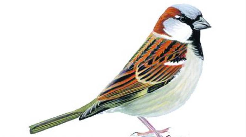 House sparrows, Small bird with a typical length of 16 cm and a mass of 2439.5gms.