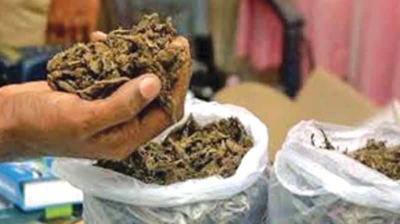 The police said that all the arrested were part of a network which is active in distributing ganja across the state.