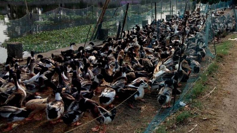 Ducks are kept on the side of A.C Road, Mankombu near Kuttanad for Easter sale. (Photo:DC)