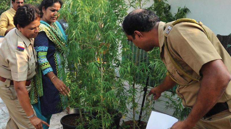 Police checks the marijuana plants found on rooftop garden.  (Photo:DC)