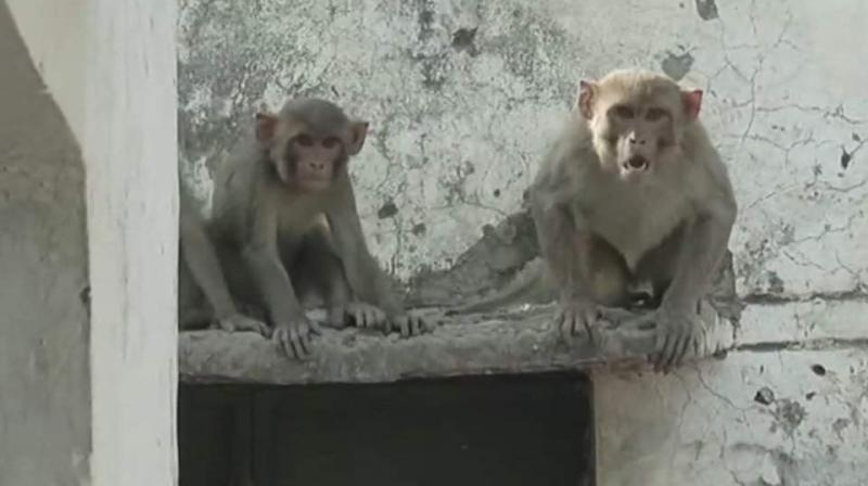 More than 100 monkeys have reportedly died in the last one week at Dabarsi village in Amroha district in Uttar Pradesh. (Photo: ANI)